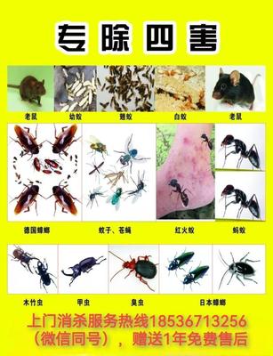守護靈石健康家園 專業四害消殺的智慧與實踐